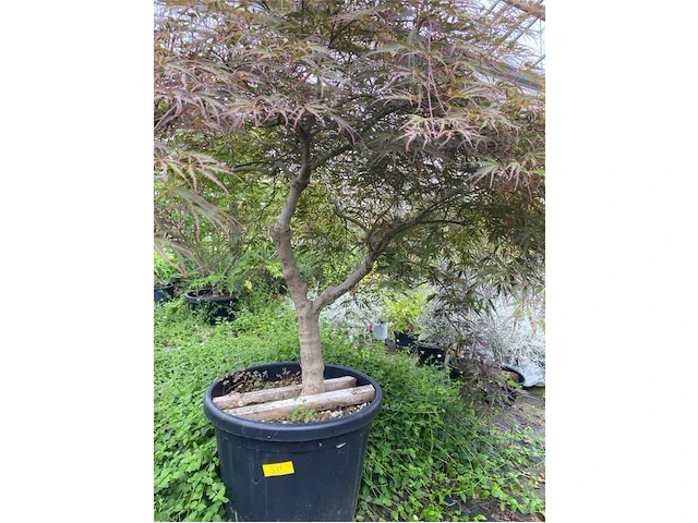 Acer palmatum - afbeelding 1 van  3