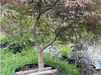 Acer palmatum - afbeelding 1 van  3