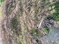Acer palmatum - afbeelding 2 van  3