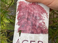 Acer palmatum - afbeelding 3 van  3