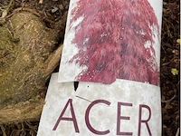 Acer palmatum - afbeelding 1 van  3