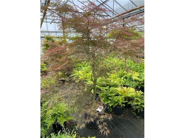 Acer palmatum - afbeelding 2 van  3