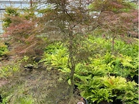 Acer palmatum - afbeelding 2 van  3