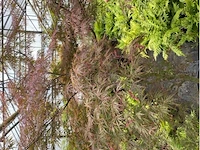 Acer palmatum - afbeelding 3 van  3