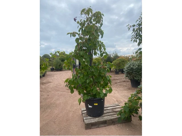 Acer red flamingo - afbeelding 1 van  2