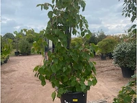 Acer red flamingo - afbeelding 1 van  2