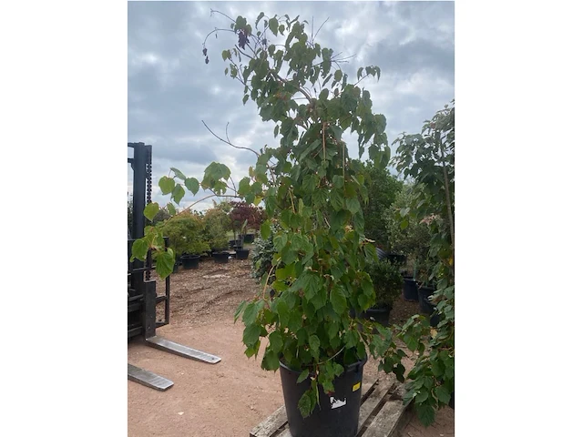 Acer red flamingo - afbeelding 2 van  2