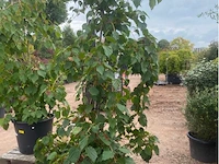 Acer red flamingo - afbeelding 1 van  2