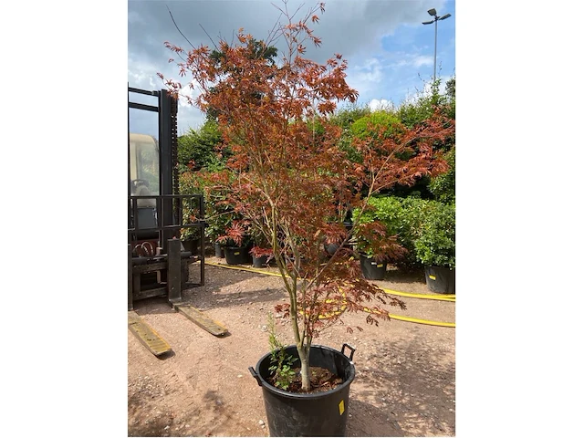 Acer skeedens broom - afbeelding 1 van  3