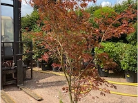Acer skeedens broom - afbeelding 1 van  3