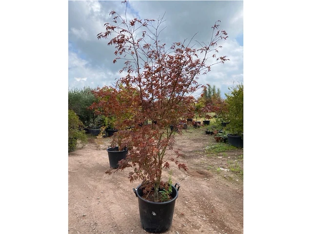 Acer skeedens broom - afbeelding 2 van  3