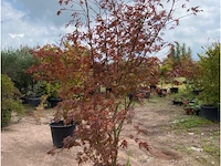 Acer skeedens broom - afbeelding 2 van  3