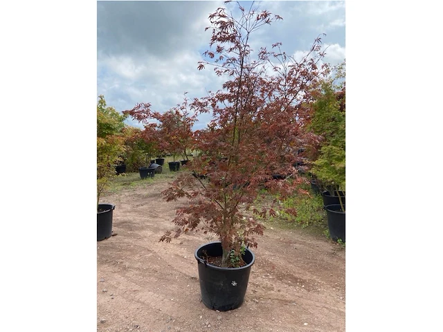 Acer skeedens broom - afbeelding 3 van  3
