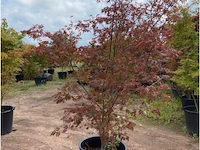 Acer skeedens broom - afbeelding 3 van  3