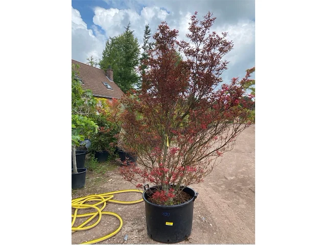 Acer skeedens broom - afbeelding 1 van  3