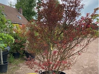 Acer skeedens broom - afbeelding 1 van  3