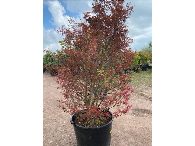Acer skeedens broom - afbeelding 2 van  3
