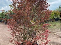 Acer skeedens broom - afbeelding 2 van  3