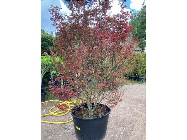 Acer skeedens broom - afbeelding 3 van  3