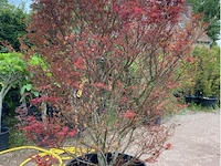 Acer skeedens broom - afbeelding 3 van  3