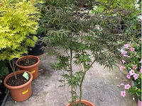 Acer starfish - afbeelding 1 van  1