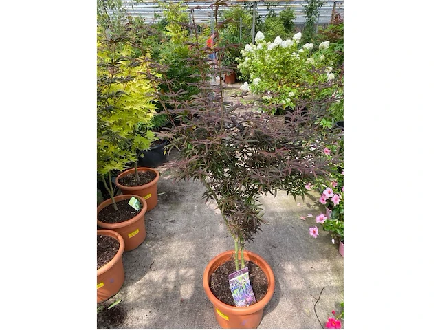 Acer starfish - afbeelding 1 van  1
