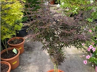 Acer starfish - afbeelding 1 van  1