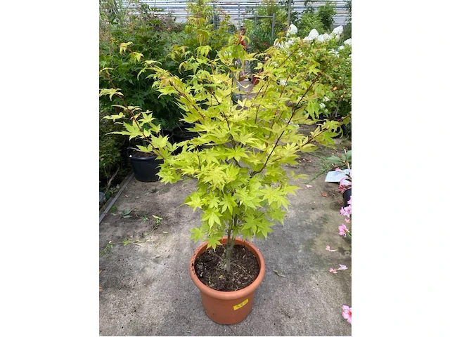 Acer summer gold - afbeelding 1 van  1