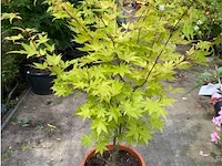 Acer summer gold - afbeelding 1 van  1