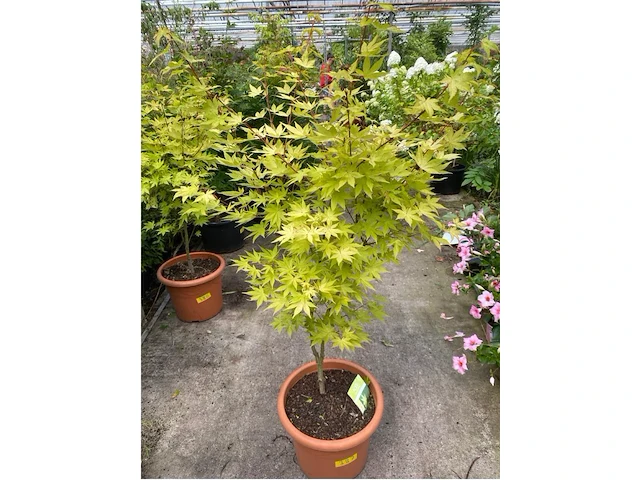Acer summer gold - afbeelding 1 van  1