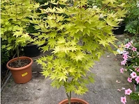 Acer summer gold - afbeelding 1 van  1