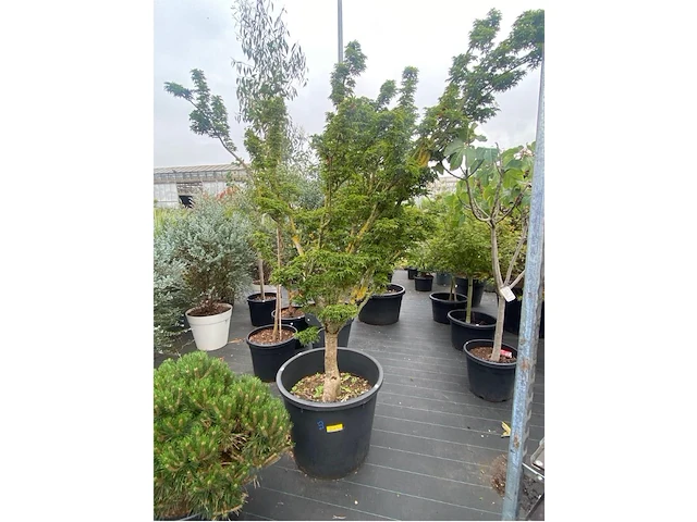 Acer - afbeelding 1 van  2