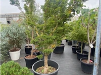 Acer - afbeelding 1 van  2