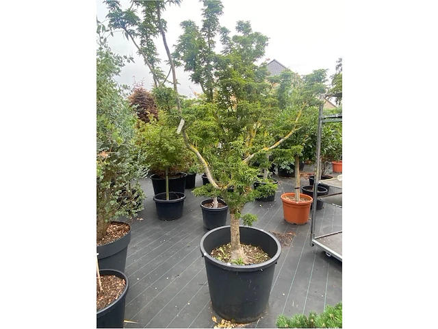 Acer - afbeelding 2 van  2
