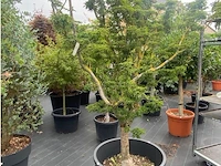 Acer - afbeelding 2 van  2