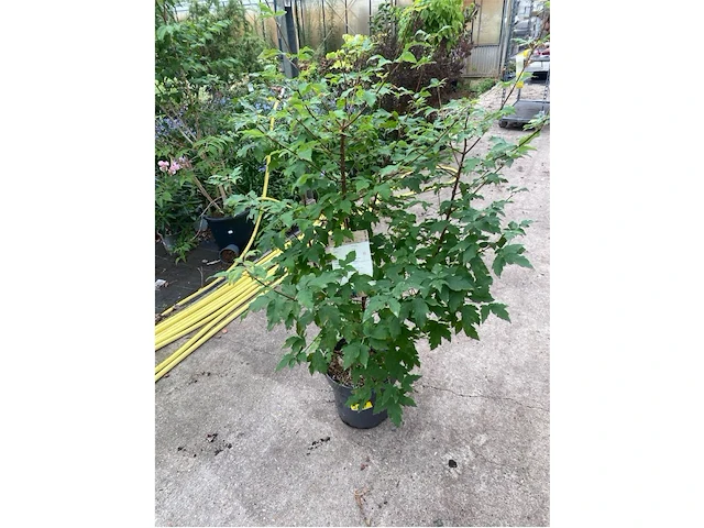 Acer - afbeelding 1 van  2