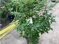 Acer - afbeelding 1 van  2