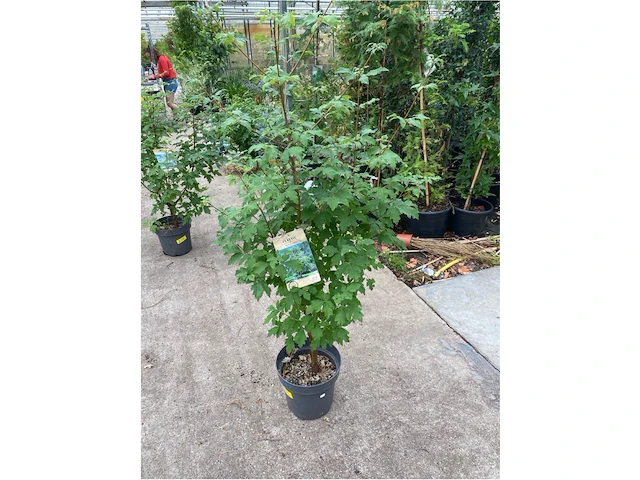 Acer - afbeelding 1 van  2