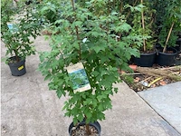 Acer - afbeelding 1 van  2