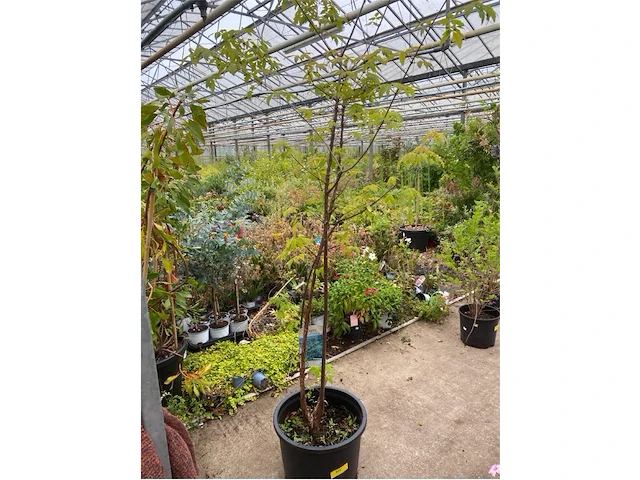 Acer - afbeelding 1 van  2