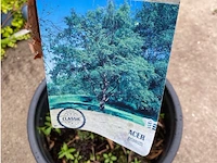 Acer - afbeelding 2 van  2