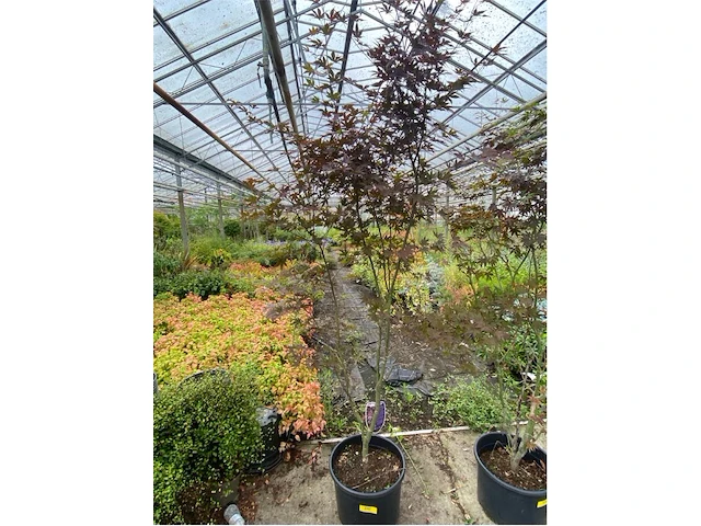 Acer - afbeelding 1 van  2