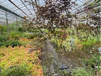 Acer - afbeelding 1 van  2