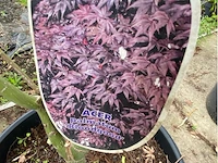 Acer - afbeelding 2 van  2