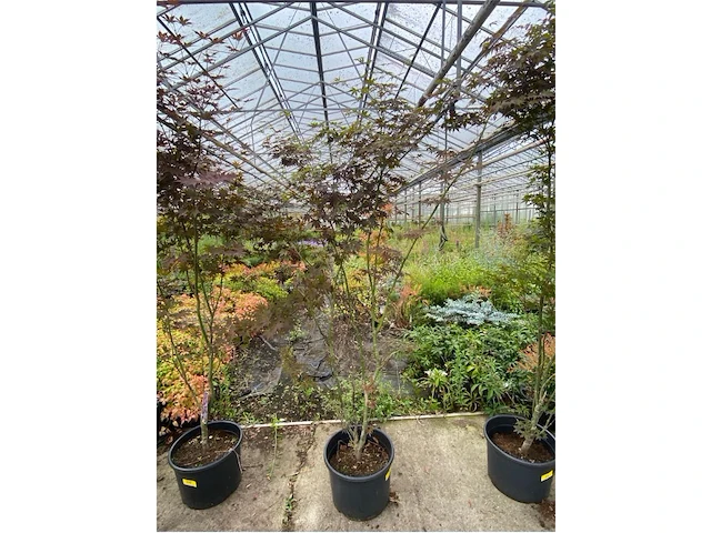 Acer - afbeelding 1 van  2