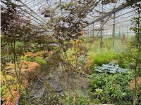 Acer - afbeelding 1 van  2