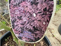 Acer - afbeelding 2 van  2