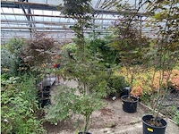 Acer - afbeelding 1 van  2