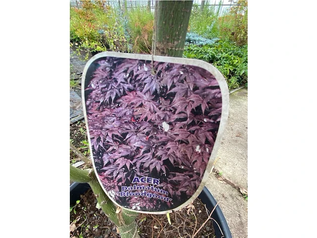 Acer - afbeelding 2 van  2