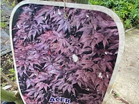 Acer - afbeelding 2 van  2